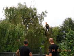 bomen rooien 